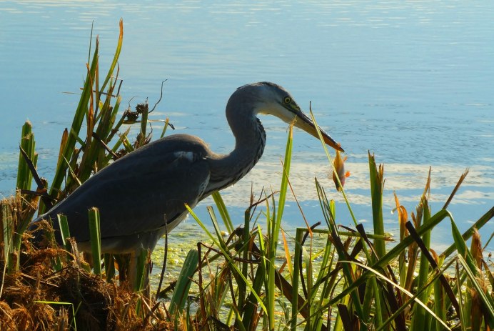 Цапля белая большая Смоленская область