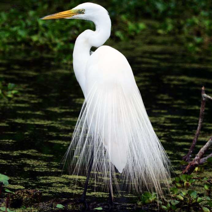 Мадагаскарская Прудовая цапля