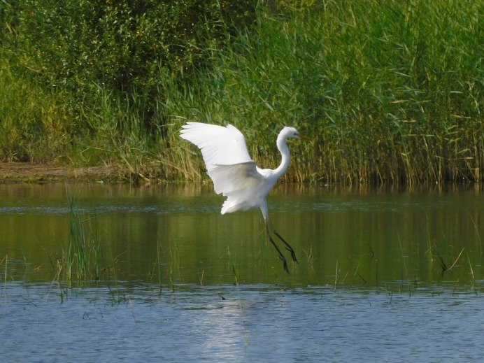 Цапля в воде