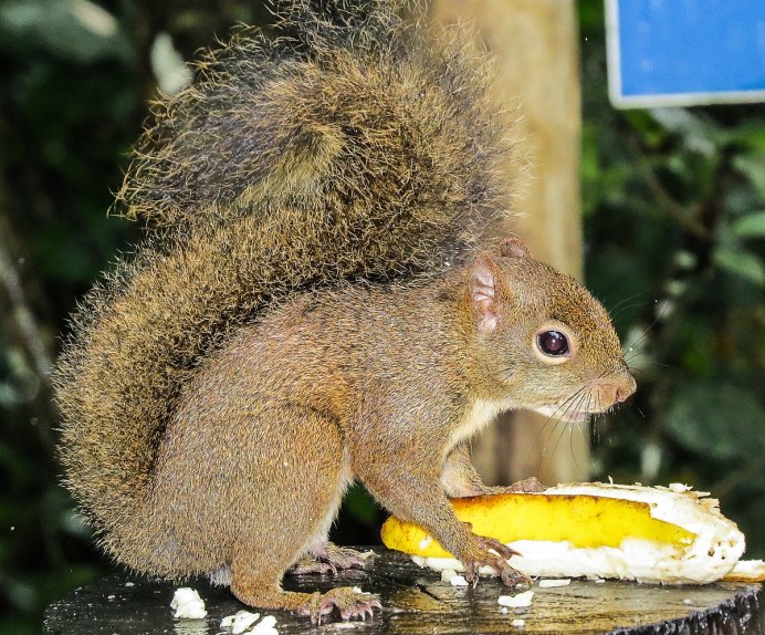 Sciurus griseus