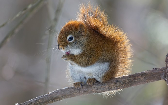 Sciurus spadiceus