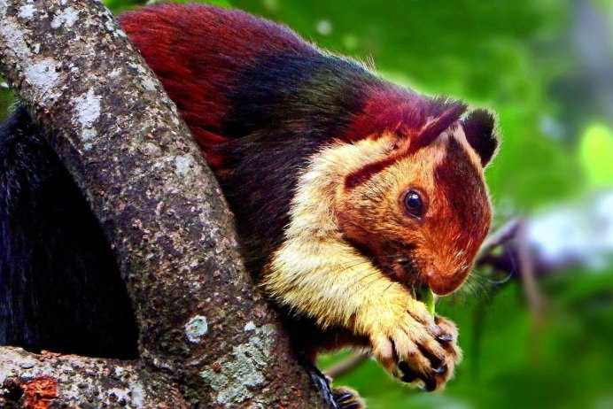 Saimiri sciureus