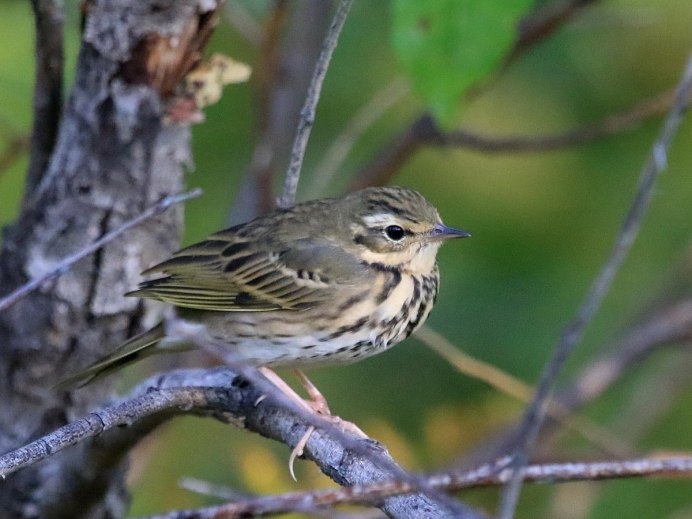 Дрозд-деряба (turdus viscivorus)