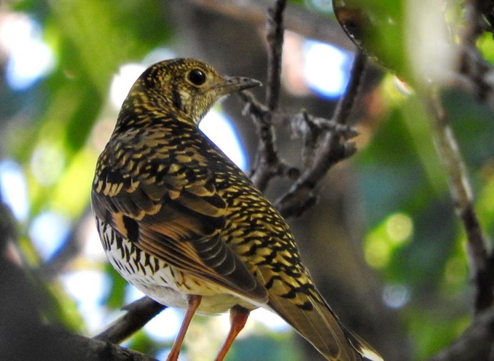 Миртовый Лесной певун (Dendroica coronata)