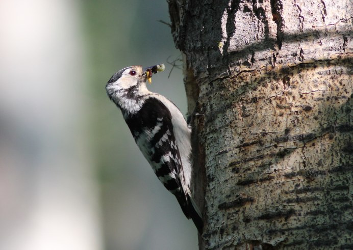 Вьюрок Зяблик