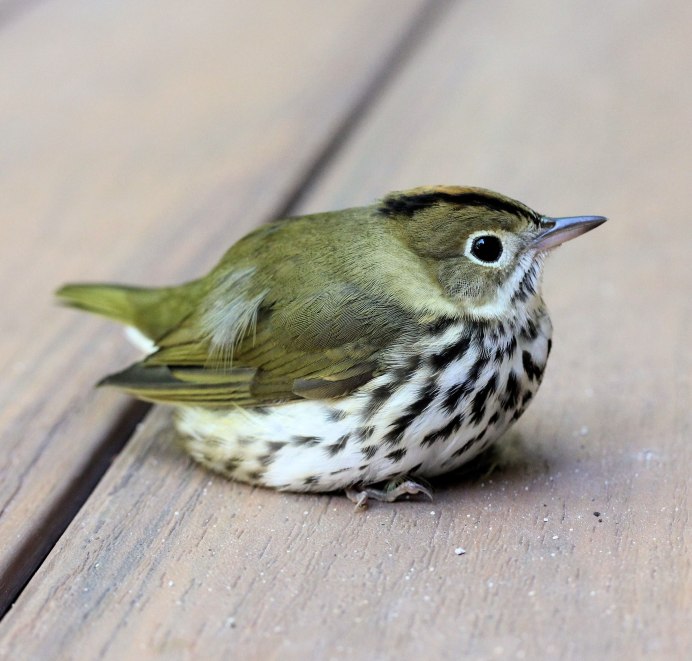 Пятнистая птица