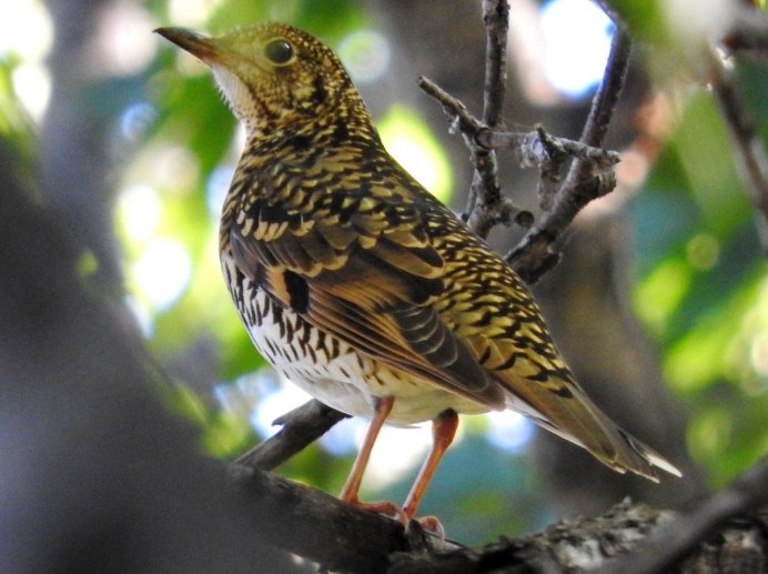 Певчие зерноядные птицы