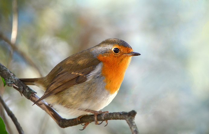 Самая маленькая певчая птичка