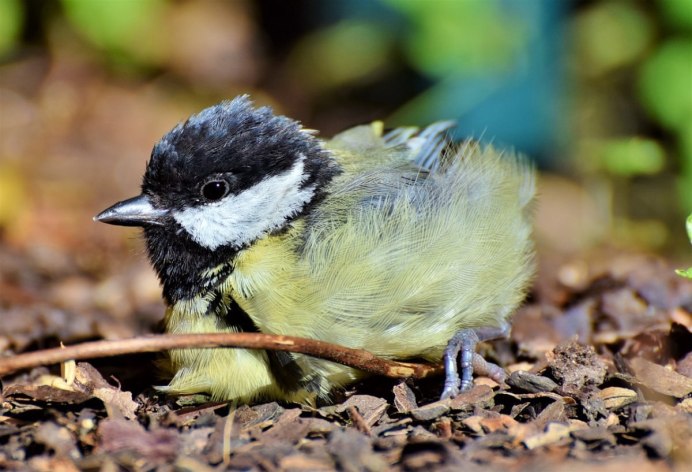Серая трясогузка