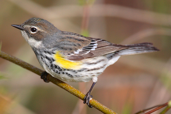 Малый пестрый дятел слеток