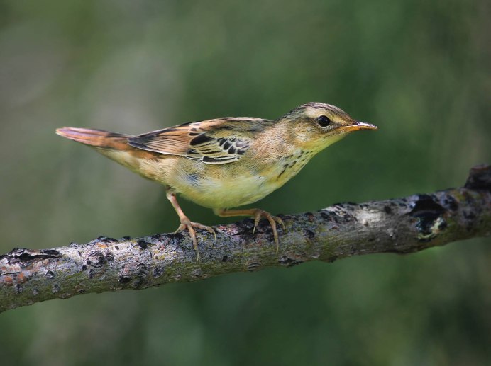 Скворец варакушка