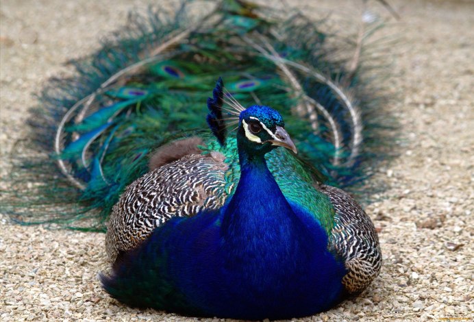 Фазановый голубь (Otidiphaps Nobilis)