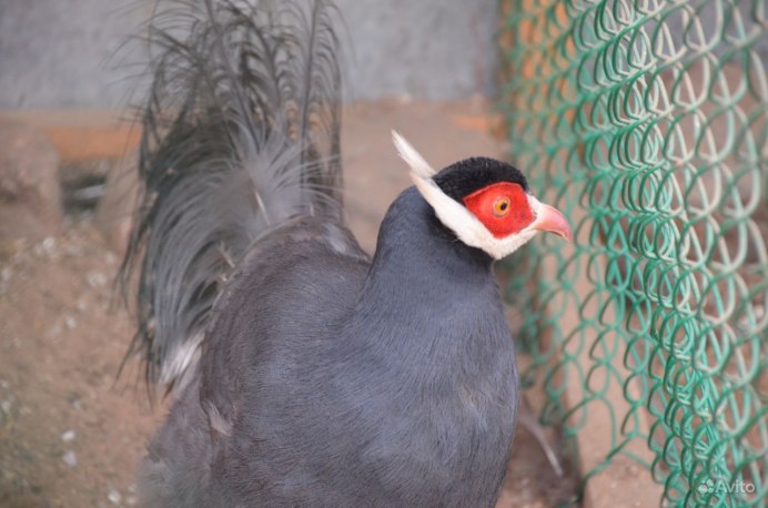Глазчатая индейка (meleagris ocellata