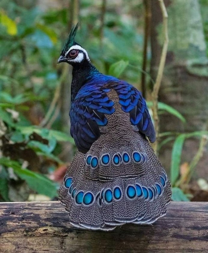 Otidiphaps Nobilis