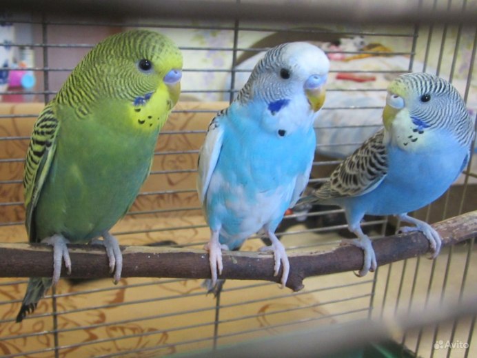 Волнистый попугай зеленый