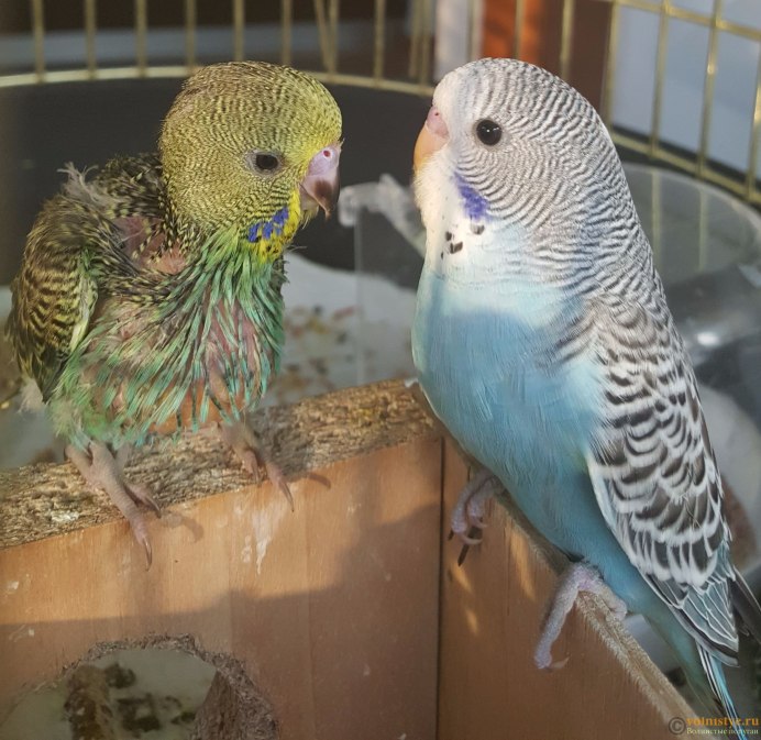 Много волнистых попугаев