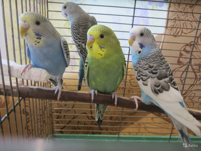 Молодой волнистый попугай