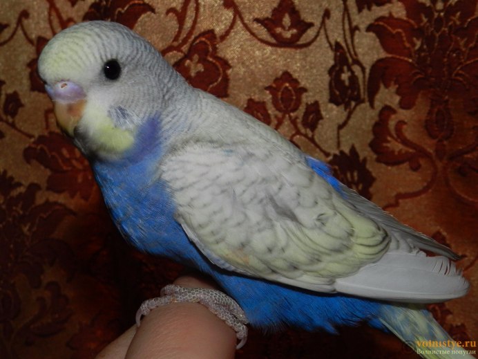 Молодой попугай