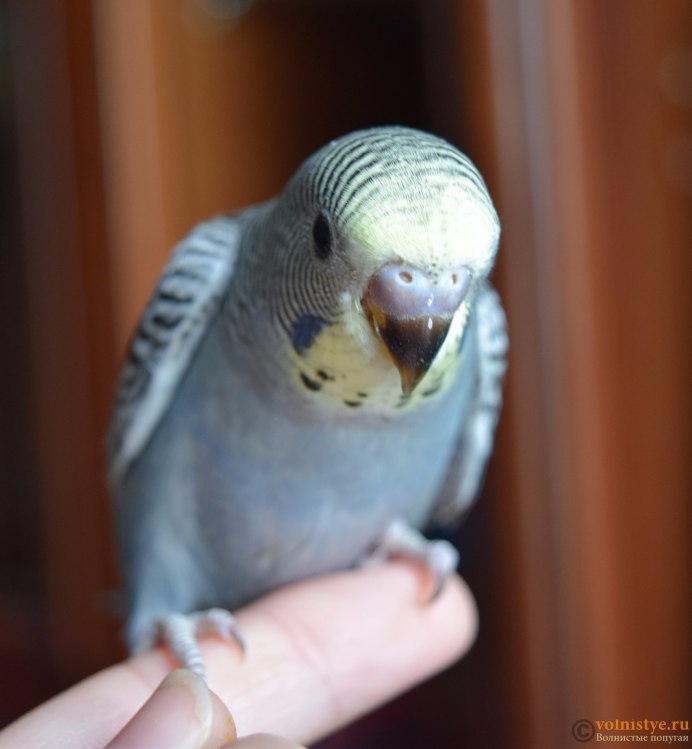 Волнистый попугай Арлекин