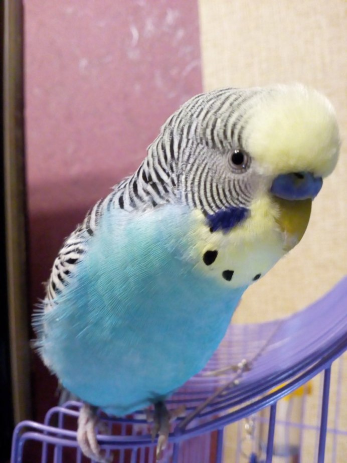 Попугаи волнистые попугайчики