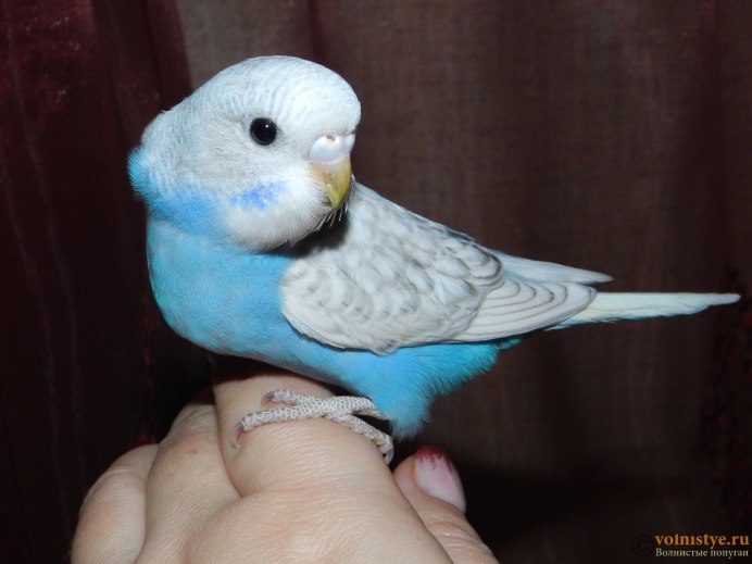 Волнистые попугайчики молодые