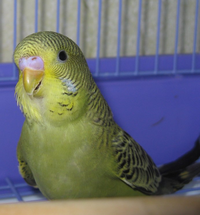 Молодые волнистые попугаи