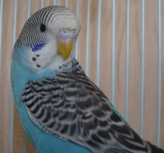 Волнистый попугай домашний