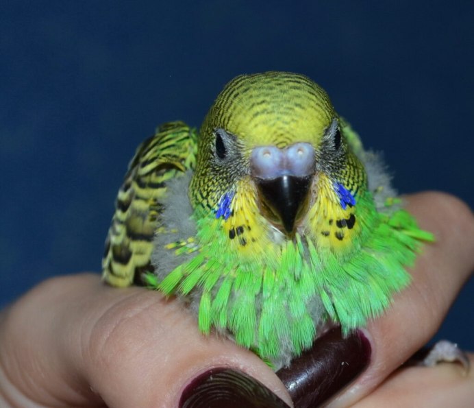 Волнистый попугай Арлекин