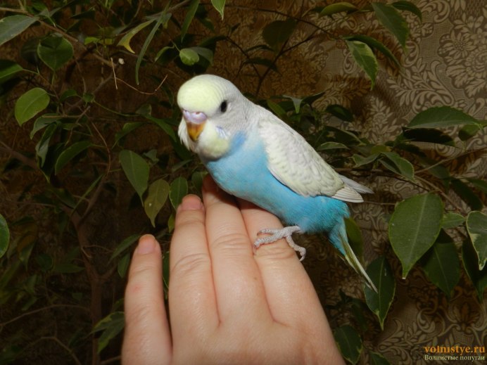 Молодой попугай