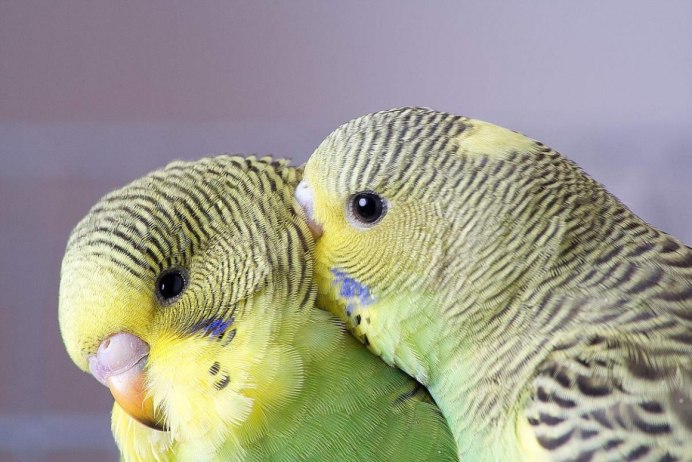Волнистый попугай Budgie