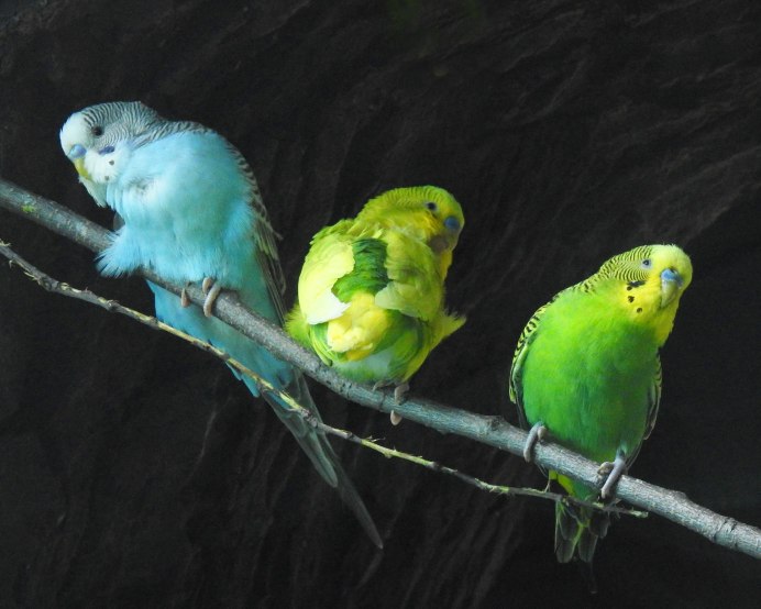 Budgie попугай