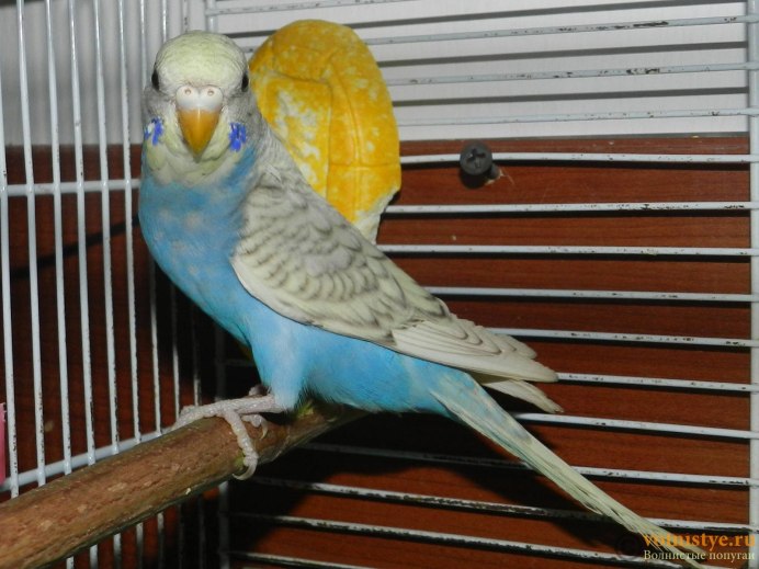 Волнистые попугаи желтый и голубой
