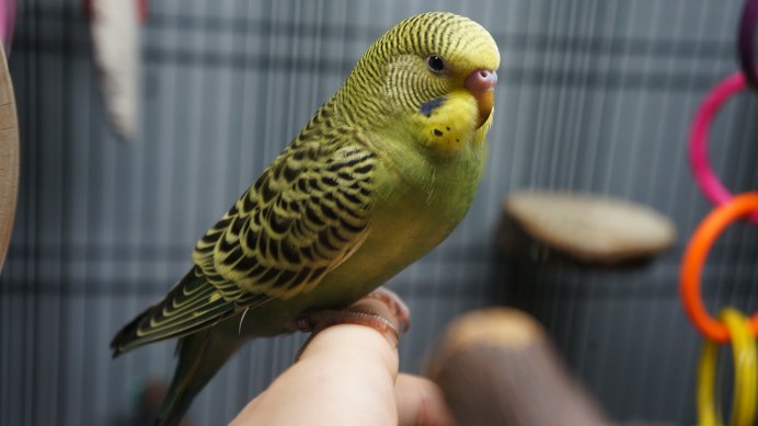 Лазурный волнистый попугай