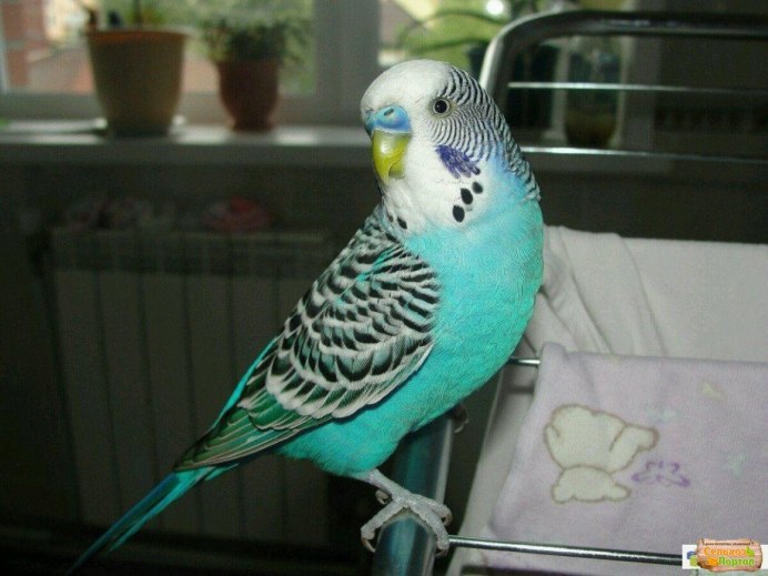 Попугайчик волнистый (Melopsittacus undulatus)