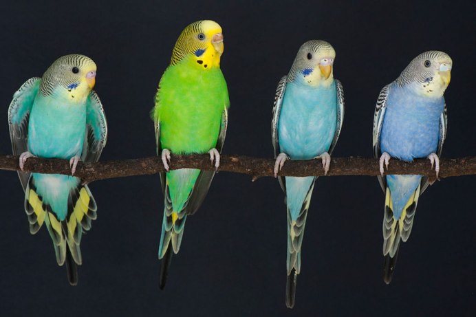 Восковица самки волнистого попугая