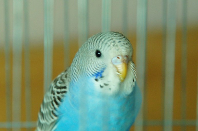 Чириканье волнистого попугая чириканье волнистого попугая