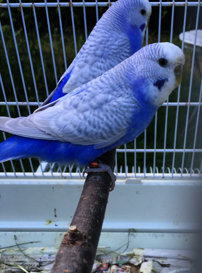 Волнистый попугай окраса Пинто