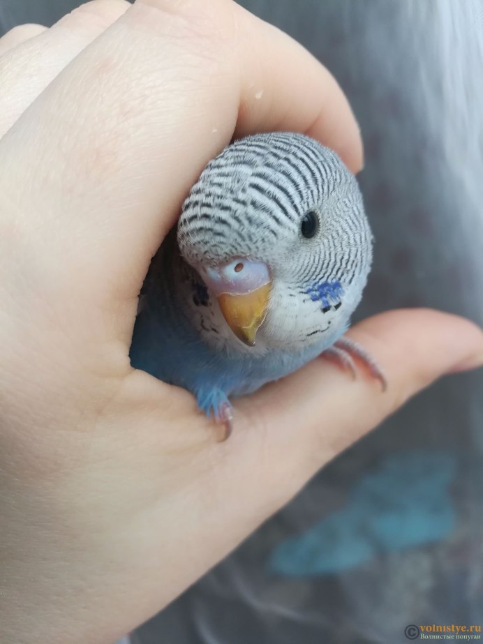 Волнистый попугайчик