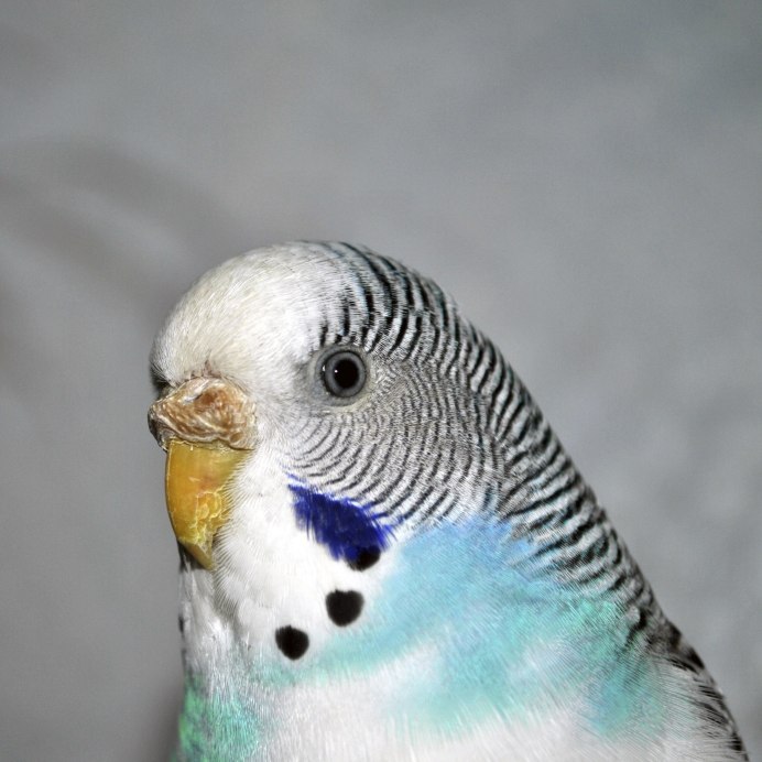 Чириканье волнистых попугаев