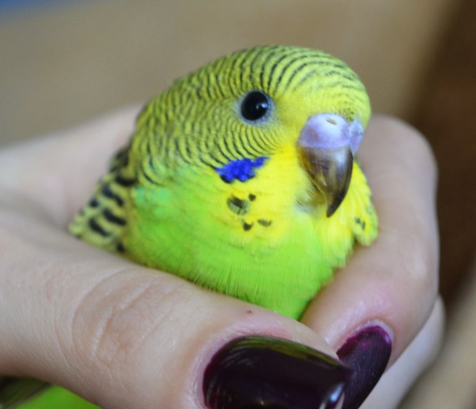 Карликовые волнистые попугаи