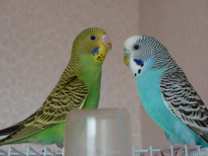 Пинто волнистый попугай