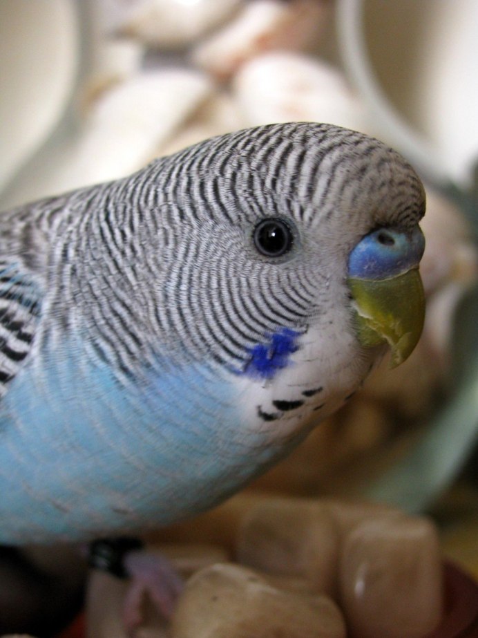 Попугайчик волнистый молодой
