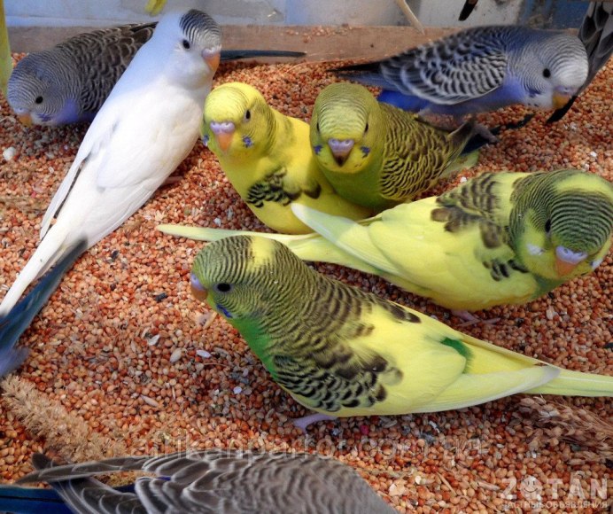 Молодые волнистые попугаи