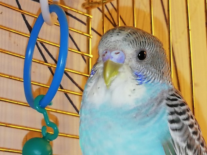 Стальные перекрытия, волнистый попугайчик