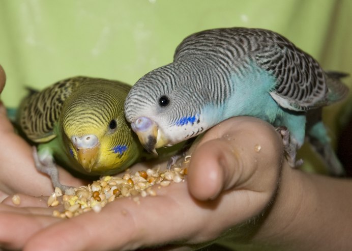 Попугаи волнистые попугайчики
