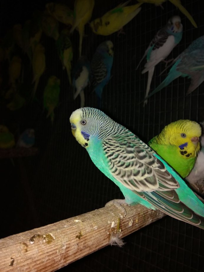 Взрослый волнистый попугай