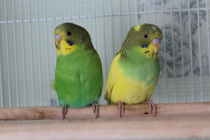 Волнистый попугай Арлекин