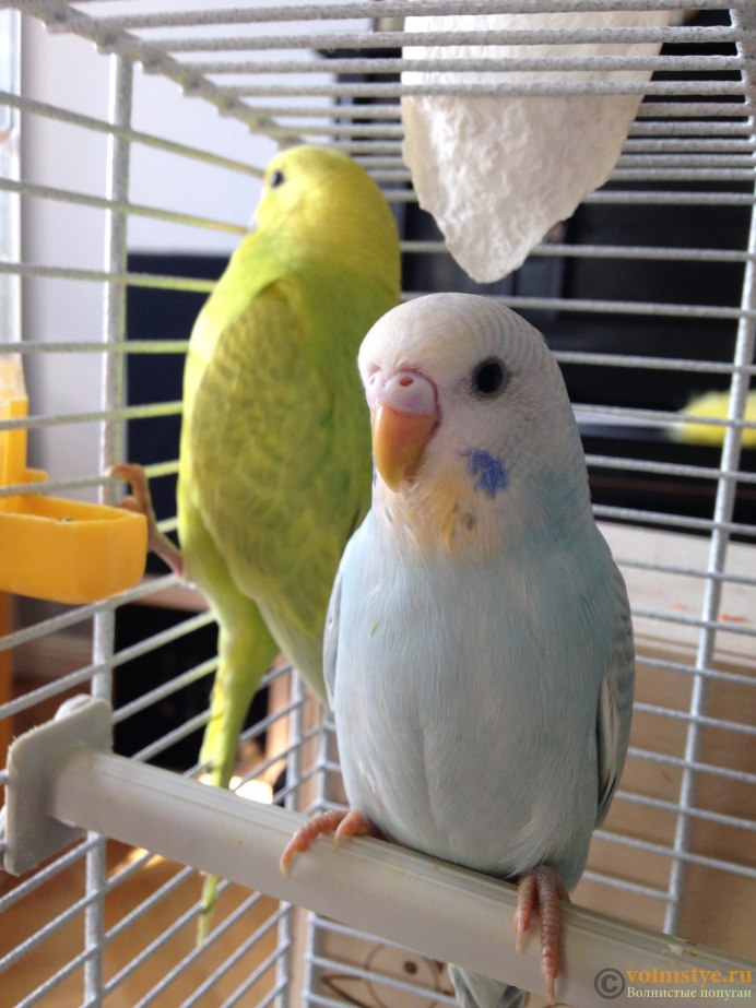 Молодой волнистый попугай