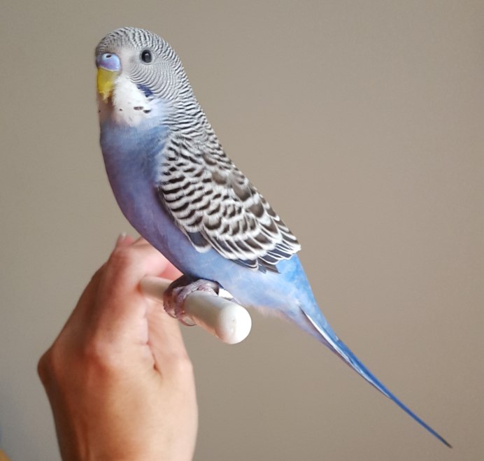 Волнистик Арлекин фиолетовый