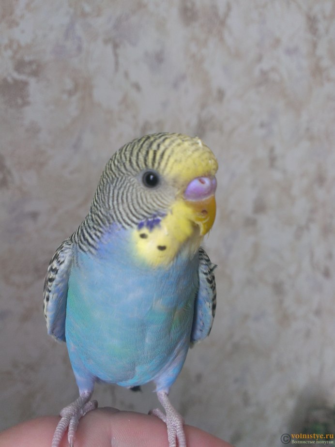 Волнистый попугай зеленый